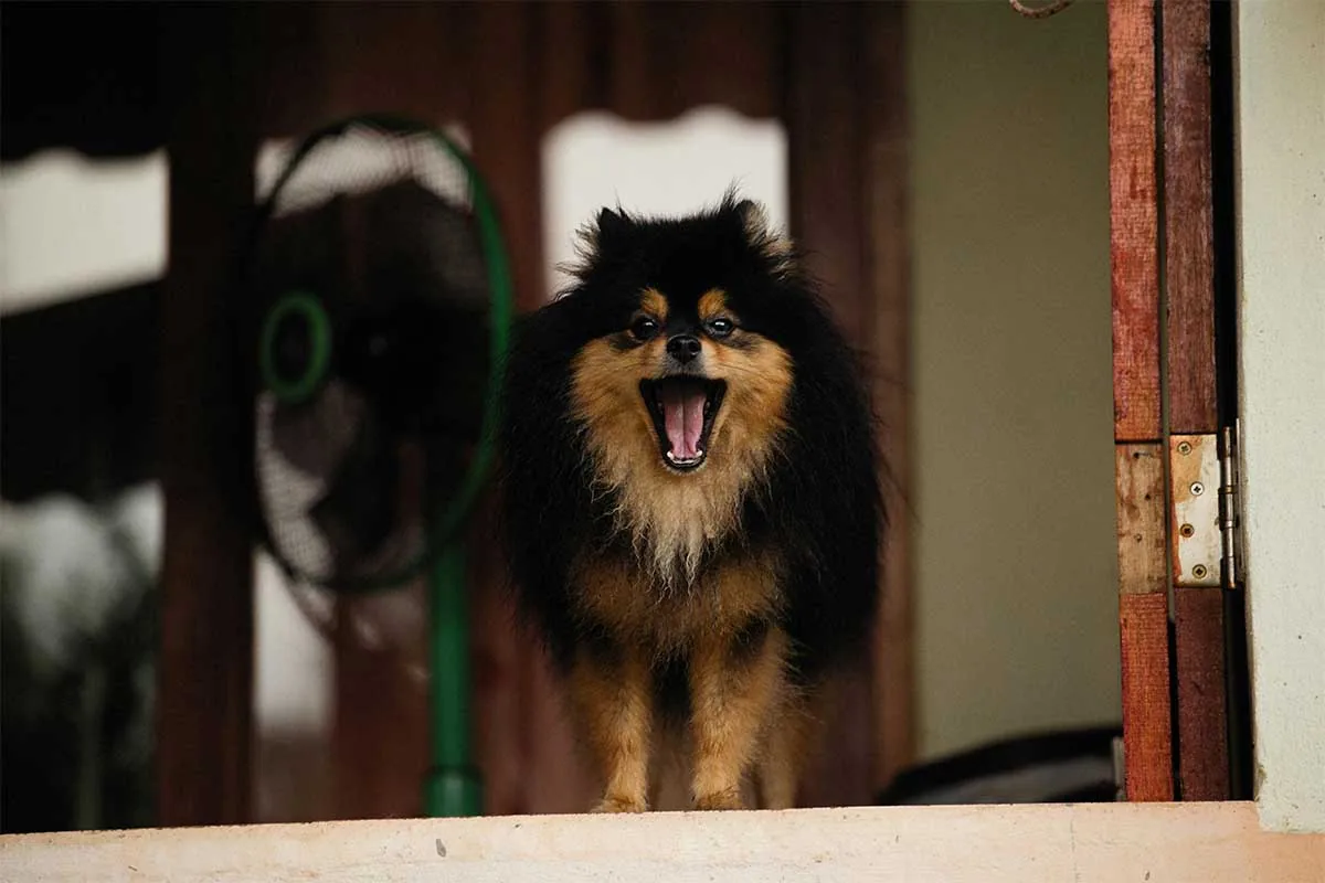 ladridos de perros en comunidades de vecinos